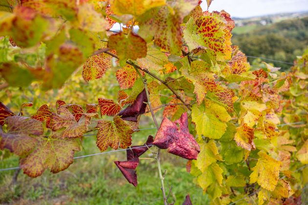 POZIV VLASNICIMA VINOGRADA