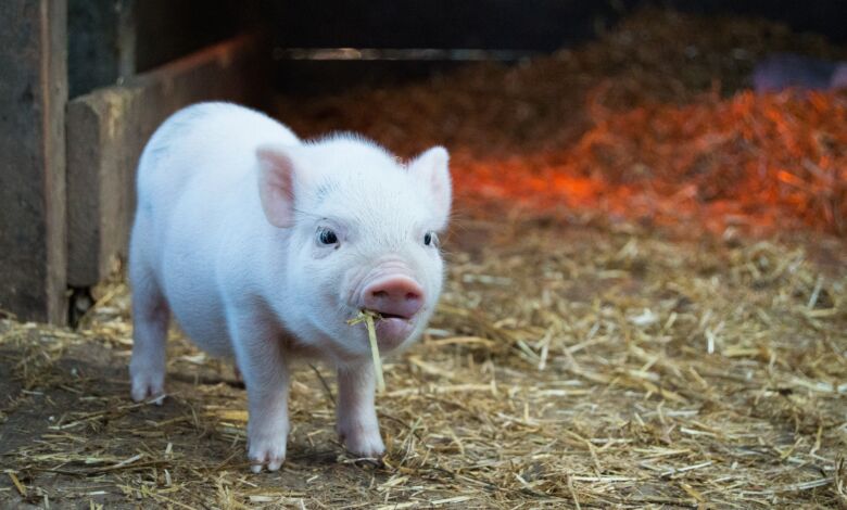 OBAVIJEST UZGAJIVAČIMA SVINJA