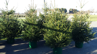 SAKUPLJANJE BOŽIĆNIH DRVCA POČETKOM 2024. GODINE