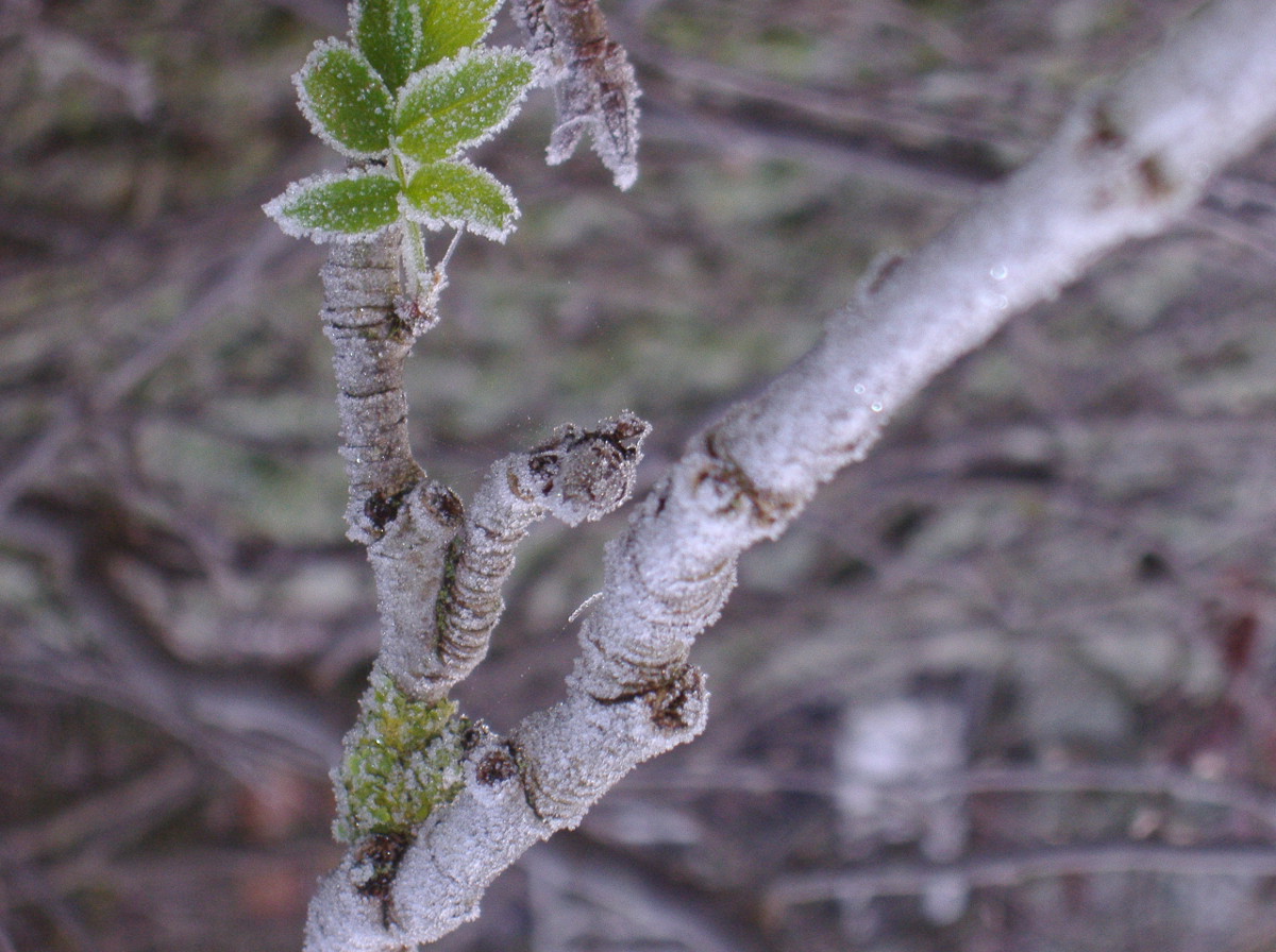 Poziv za prijavu štete od prirodne nepogode od mraza