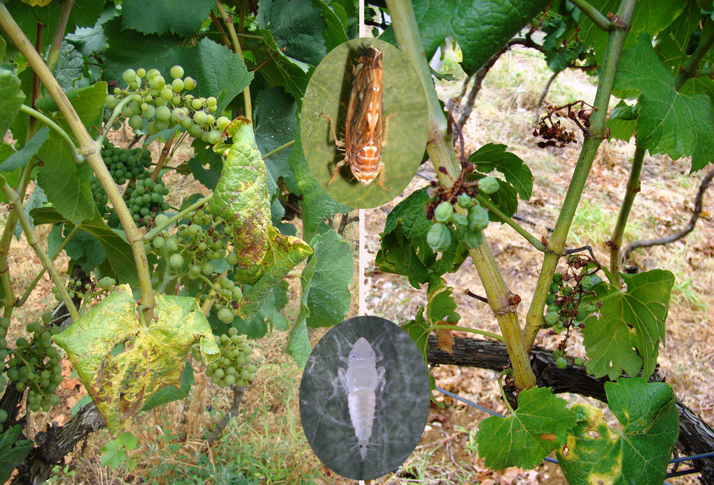 Suzbijanje AMERIČKOG CVRČKA, prijenosnika bolesti zlatne žutice vinove loze